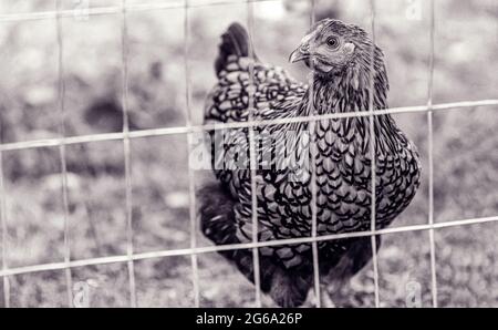 Eine Golden Laced Wyandotte (Gallus domesticus) in einem Hühnerstall Stockfoto