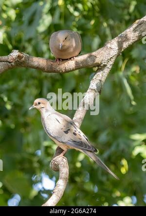 Trauerauben ( Zenalda macroura ) auf einem Ast. Erwachsene und Jugendliche. Stockfoto