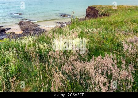 Cliff Top Gräser, wie sie blühen und setzen Samen Stockfoto