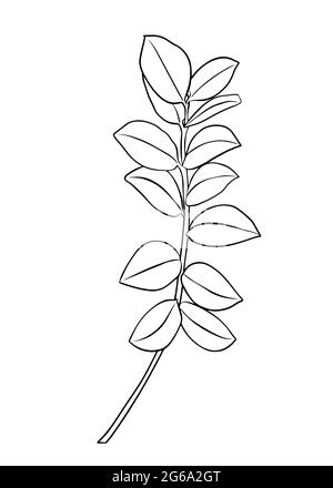 Umrisse von zamioculcas Blättern. Vektor-isoliertes Clipart. Minimales monochromes, handgezeichnetes botanisches Design. Stock Vektor