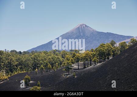 Pinienwald in vulkanischer Landschaft am Vulkan El Teide auf Teneriffa. Kanarische Inseln, Spanien. Stockfoto