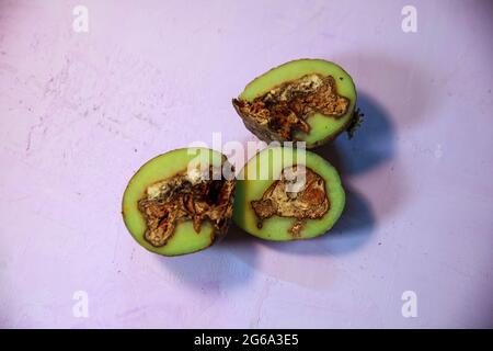 Schlechte Kartoffeln durch Fäule und Pilz betroffen. Kartoffelkrankheiten. Verderb von Kartoffeln durch unsachgemäße Lagerung. Stockfoto