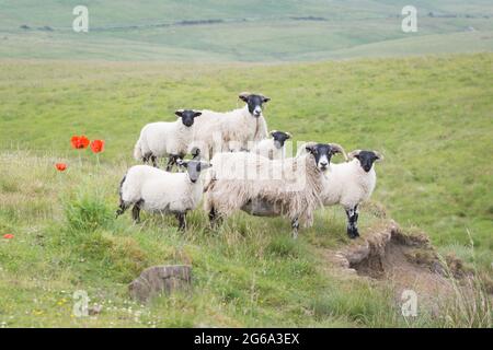 Landschaften und Szenen vom Wandern auf dem Pennine Way National Trail, der durch die Landschaft von Northumberland führt Stockfoto