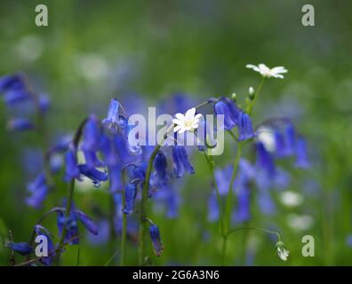 Atemberaubende Aussicht auf englische Bluebells und wilde Gänseblümchen in englischen Wäldern in Milton Keynes, Großbritannien Stockfoto