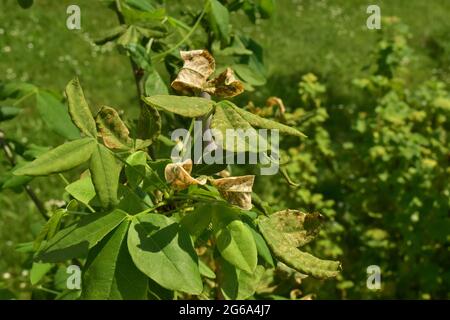 Goldbaum mit einer Krankheit auf den Blättern Stockfoto