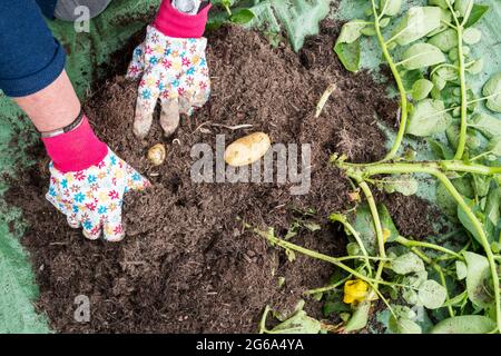 Frau erntet Charlotte-Kartoffeln aus einer Pflanze, die in einem Behälter angebaut wird - einem alten Plastiksack. Stockfoto