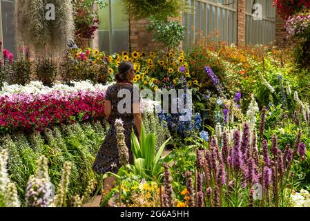 Wunderschöne Blumen im Domain Wintergarden in Auckland, Neuseeland Stockfoto