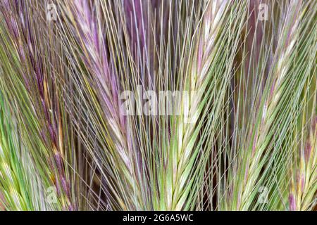 Wand Gerste hordeum murinum Stockfoto
