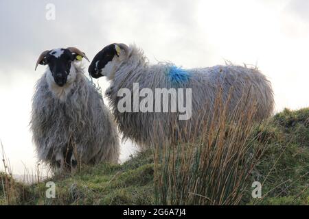 Zwei Schafe auf einem sumpfigen Grat in Ballyvourney, Irland Stockfoto