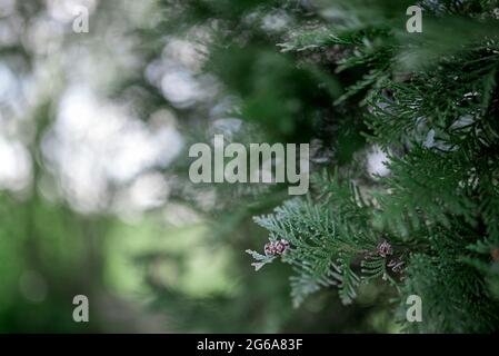 Grüne Hedge von Thuja-Bäumen. Platycladus orientalis (auch bekannt als chinesische Thuja, orientalische Arborvitae, chinesische Arborvitae, Biota oder orientalische Thuja) Stockfoto