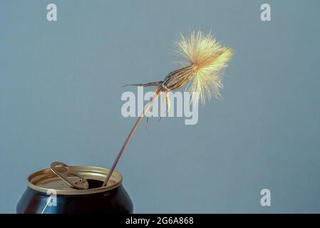 Dandelion, Nahaufnahme einer einzelnen Blume Stockfoto