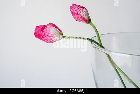 Zwei junge rosa Mohnknospen in der Vase Stockfoto