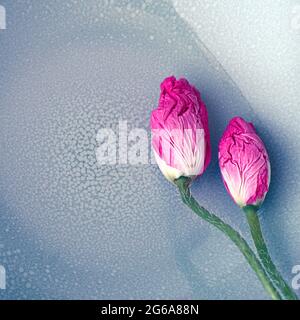 Zwei junge rosa Mohnknospen Stockfoto