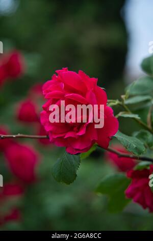 Red Rose Blume blühen in Rosen Garten auf Hintergrund rote Rosen Blumen. Stockfoto