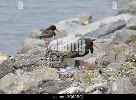 Zwei eurasische Austernfischer (Haematopus ostralegus), auch bekannt als gewöhnliche Austernfischer oder palaearktische Austernfischer, stehen auf Felsen Stockfoto