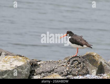 Ein Eurasischer Austernfischer (Haematopus ostralegus), auch bekannt als gewöhnlicher Austernfischer oder palaearktischer Austernfischer, der auf Felsen steht Stockfoto