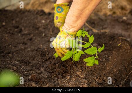 Einen Tomatenkeimling Pflanzen, Hände Frau in bunten Handschuhen Stockfoto