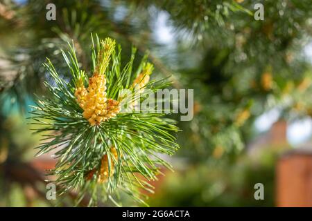 Ein grüner natürlicher Hintergrund mit Nahaufnahme eines Astes der Kiefernblüte an sonnigen Tagen, Sibirien, Russland Stockfoto