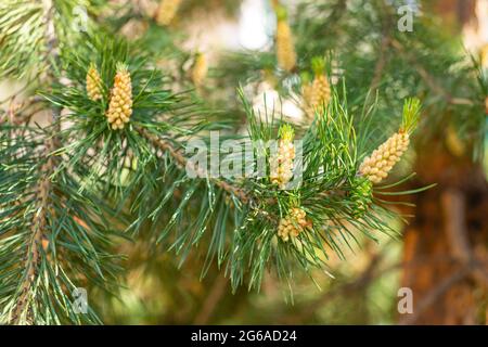 Ein grüner natürlicher Hintergrund mit Nahaufnahme eines Astes der Kiefernblüte an sonnigen Tagen, Sibirien, Russland Stockfoto