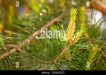 Ein grüner natürlicher Hintergrund mit Nahaufnahme eines Astes der Kiefernblüte an sonnigen Tagen, Sibirien, Russland Stockfoto