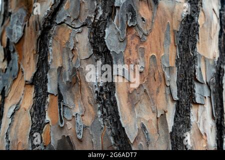 Baumrinde Detail in Makro-Foto Stockfoto