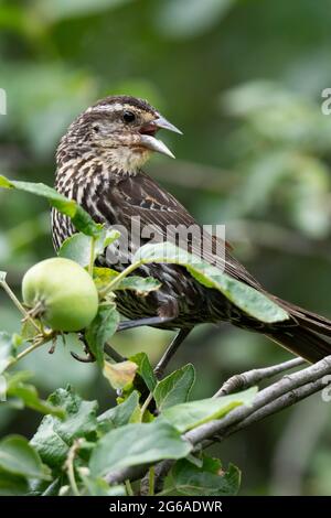 Weibchen Rotflügeliger Amsel, der in einem Crabapple-Baum thront Stockfoto