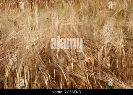 Gerste, ein Mitglied der Grasfamilie, ist ein großes Getreidekorn, das in gemäßigten Klimazonen weltweit angebaut wird. Stockfoto