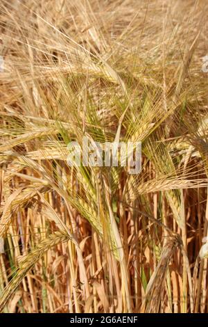 Gerste, ein Mitglied der Grasfamilie, ist ein großes Getreidekorn, das in gemäßigten Klimazonen weltweit angebaut wird. Stockfoto