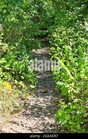 Wanderweg und Wanderweg an einem sonnigen Tag im Park. Stockfoto