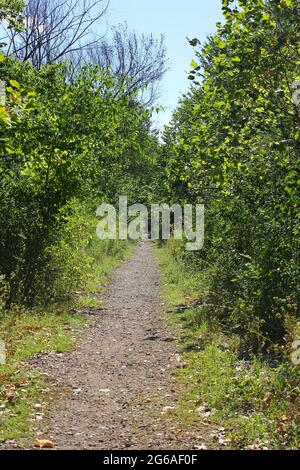 Wanderweg und Wanderweg an einem sonnigen Tag im Park. Stockfoto