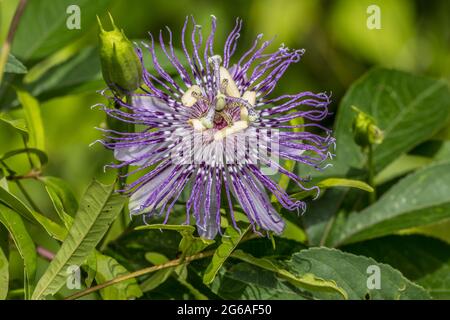 Vollständig geöffnete violette Passionsblume Nahaufnahme wächst auf einer Rebe in der Blüte zieht Bienen und Insekten zu den Pollen an einem sonnigen Tag im Sommer Stockfoto