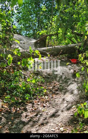 Wanderweg und Wanderweg an einem sonnigen Tag im Park. Stockfoto