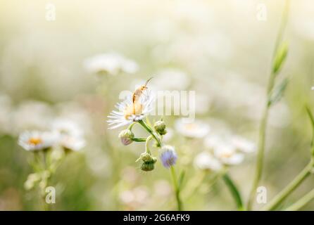 Sommer floralen Hintergrund mit wilden Gänseblümchen Blumen und einem Käfer, wilde Kamillenblumen Nahaufnahme auf grün verschwommen Hintergrund Stockfoto