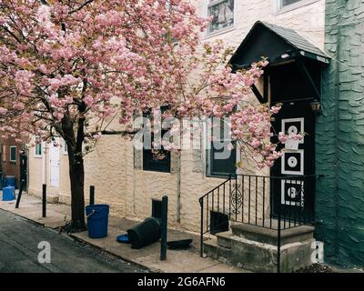 Ein Baum mit rosa Blumen neben einem Haus, Philadelphia, Pennsylvania Stockfoto