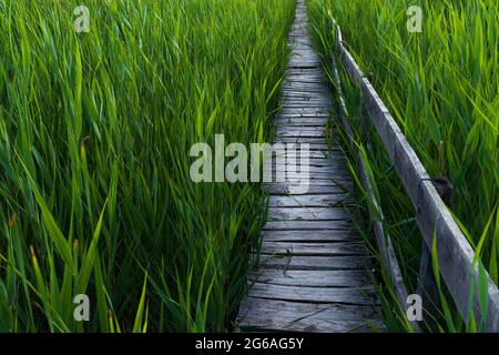 Holzweg im Schilffeld. Durch das Schilf führen. Das Schilf aus sic, Cluj, Rumänien Stockfoto