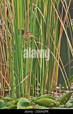 Gelbe Bittern (Ixobrychus sinensis) unreif, die sich an Schilf mit Libelle in Bill Kaeng Krachan, Thailand, klammert November Stockfoto