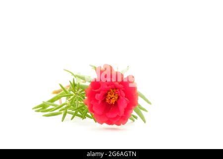 Rosafarbene portulaca, Portulaca grandiflora, fotografiert vor weißem Hintergrund. Stockfoto