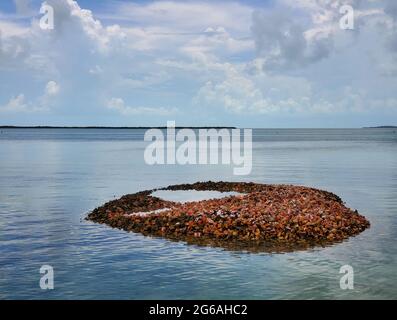 Ausrangierte Muscheln der Königinnenmuschel - Strombus gigas - bilden eine kleine Insel in Nord-Bimini, Bahamas. Stockfoto
