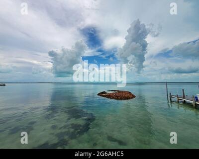 Ausrangierte Muscheln der Königinnenmuschel - Strombus gigas - bilden eine kleine Insel in Nord-Bimini, Bahamas. Stockfoto