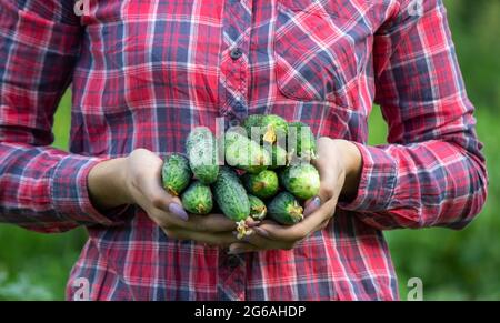 Frische Gurken in den Händen einer Bäuerin. Natur. Selektiver Fokus Stockfoto