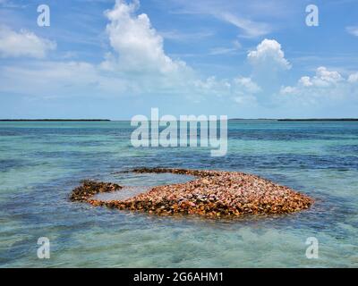 Ausrangierte Muscheln der Königinnenmuschel - Strombus gigas - bilden eine kleine Insel in Nord-Bimini, Bahamas. Stockfoto