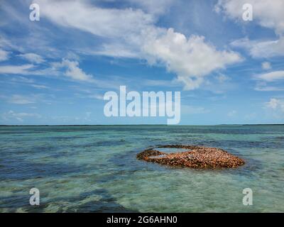 Ausrangierte Muscheln der Königinnenmuschel - Strombus gigas - bilden eine kleine Insel in Nord-Bimini, Bahamas. Stockfoto