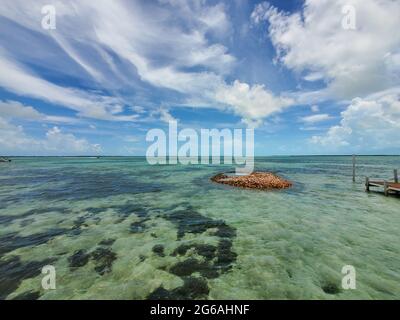 Ausrangierte Muscheln der Königinnenmuschel - Strombus gigas - bilden eine kleine Insel in Nord-Bimini, Bahamas. Stockfoto