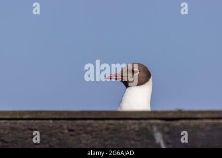 Black-headed gull Fun Shot auf dem Dach des Inselversteckes RSPB Titchwell Marsh Stockfoto