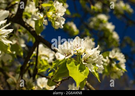 Blühender Apfelbaum Zweig mit rosa und weißen Blüten auf natürlichen dunkelblauen Himmel verschwommen Hintergrund Stockfoto