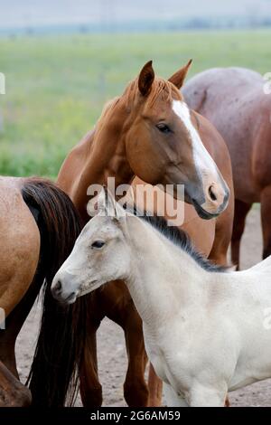 Ein intimes Porträt eines jungen weißen Ponys, das mit einem erwachsenen Pferd in der Nähe von Polson, Montana, steht. Stockfoto