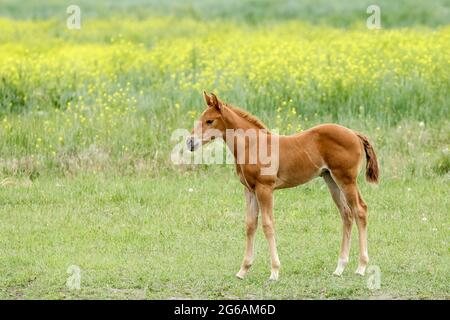 Ein süßes kastanienfarbenes Pony geht auf einer Weide in der Nähe von Polson, Montana. Stockfoto