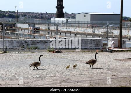 Kanadagänse mit Gänsen im docklands Conservation Area in Liverpool Stockfoto