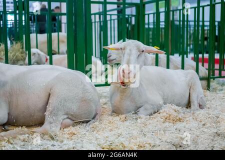 Weiße Schafe liegen auf dem Boden auf der Tierausstellung, Messe Stockfoto