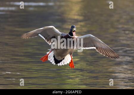 Männliche Mallard-Ente (drake) im Flug über dem Wasser kommt an Land, während sie ruft, mit offenem Schnabel in einer glücklichen oder freudigen Erscheinung Stockfoto